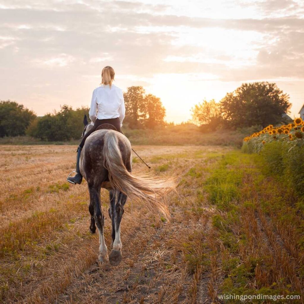 A sunset scene with a lady riding a gray horse - Nature Images