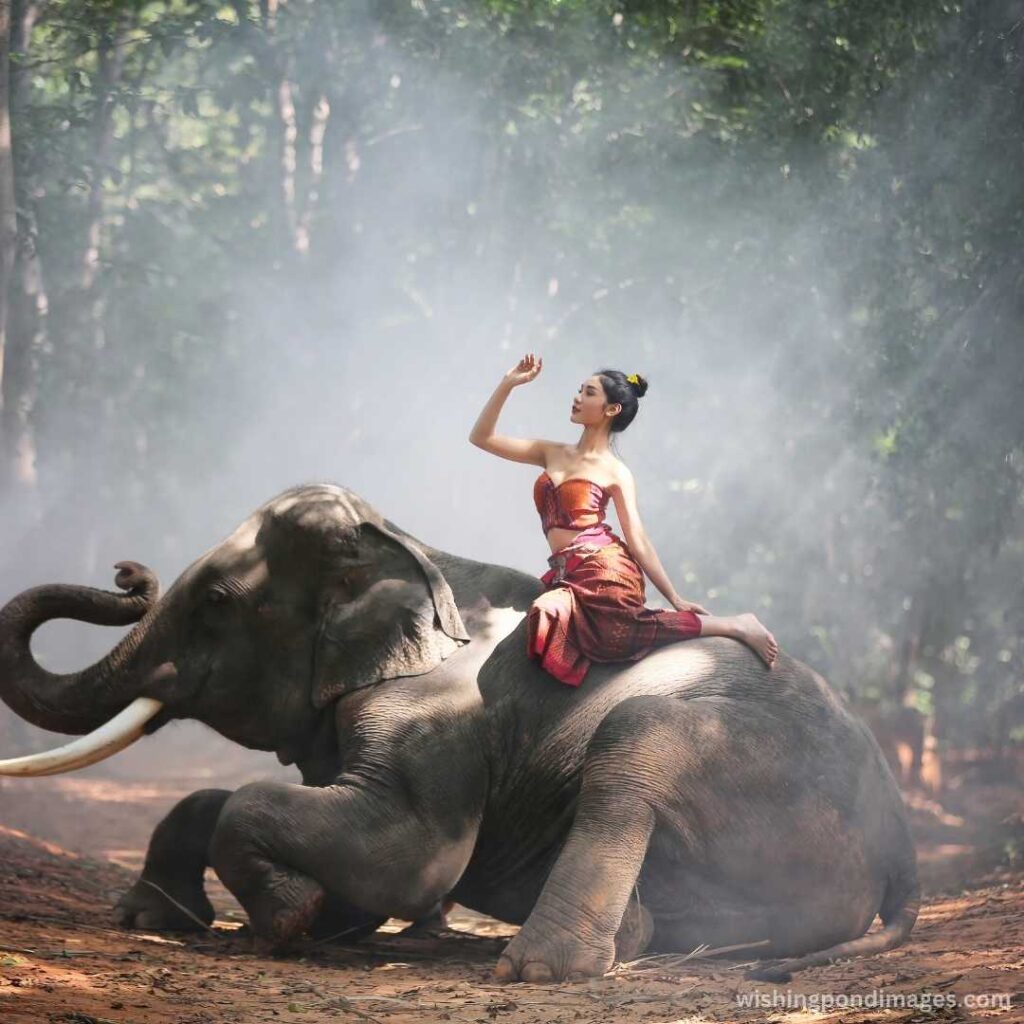 A woman in red attire posing and sitting on the back of elephant - Nature Images