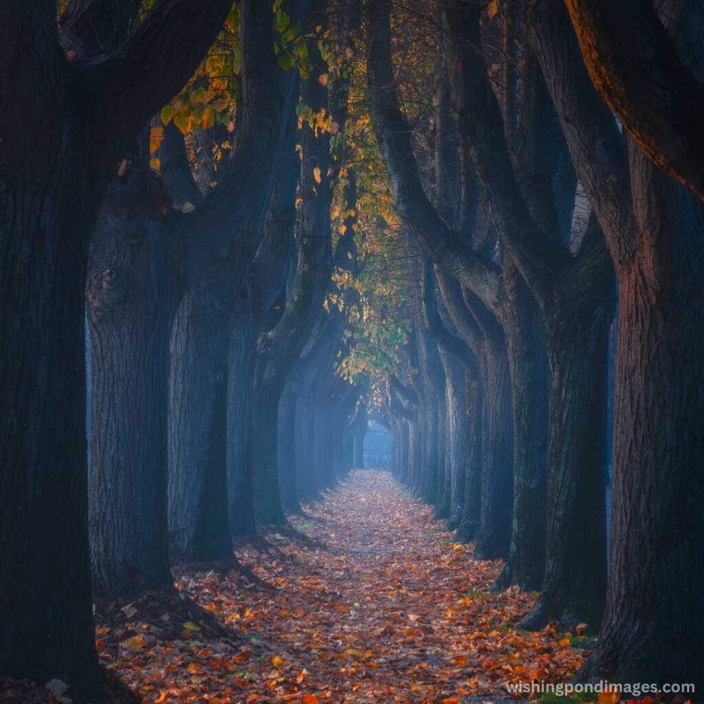Autumn season view of tree-linked walkway - Nature Images