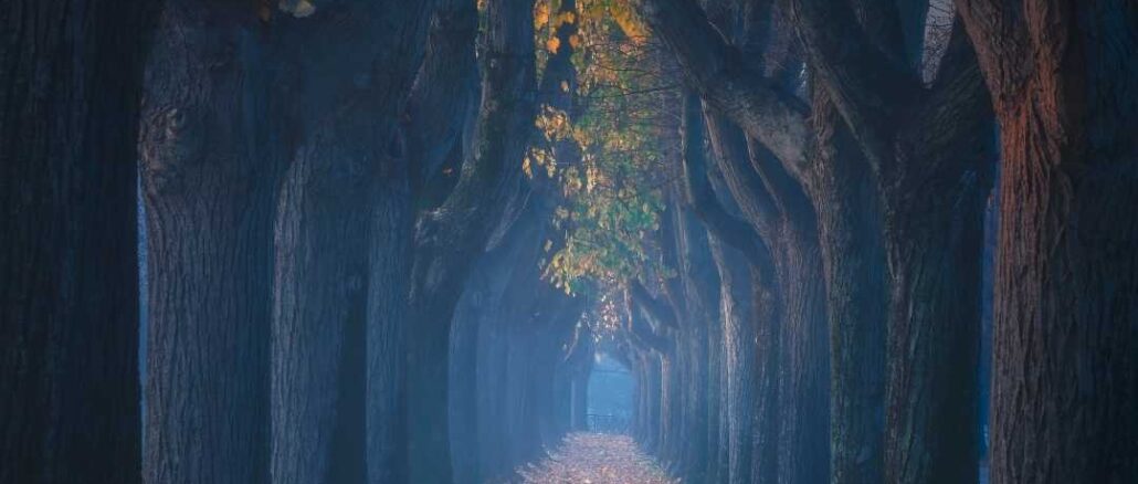 Autumn season view of tree-linked walkway - Nature Images