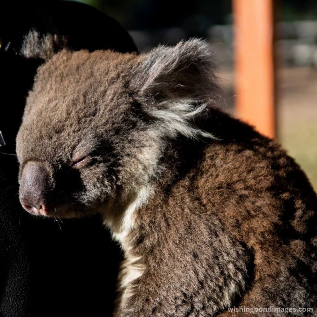 Brown baby koala sleeping - Nature Images