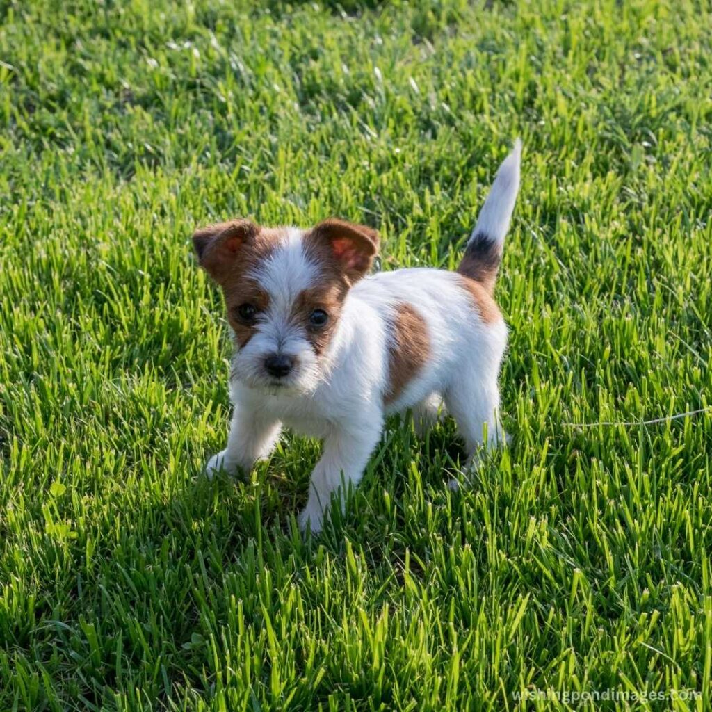 Cute puppy playing on grass lawn - Nature Images