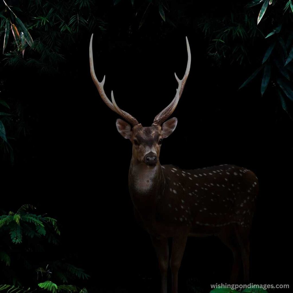 Deer standing in the dark forest - Nature Images