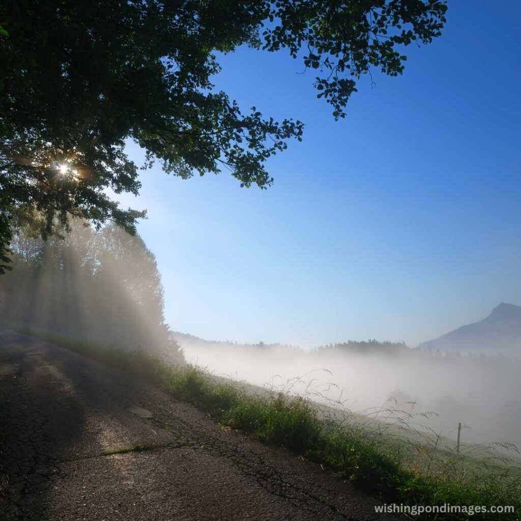 Foggy morning view of the road tree and mountain - Nature Images