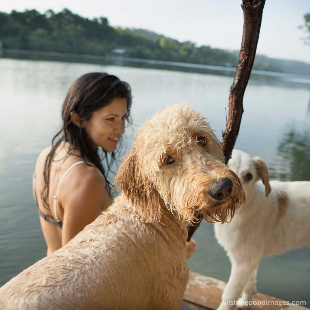 Girl swimming with her two dogs - Nature Images
