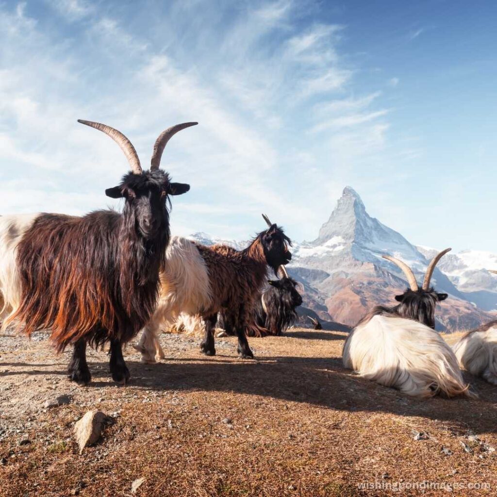 Goats on dirt road near the mountain - Nature Images