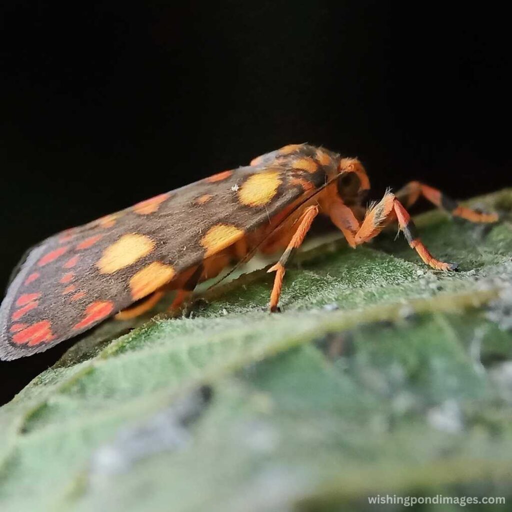 Tiger-moth sitting on a leaf - Nature Images