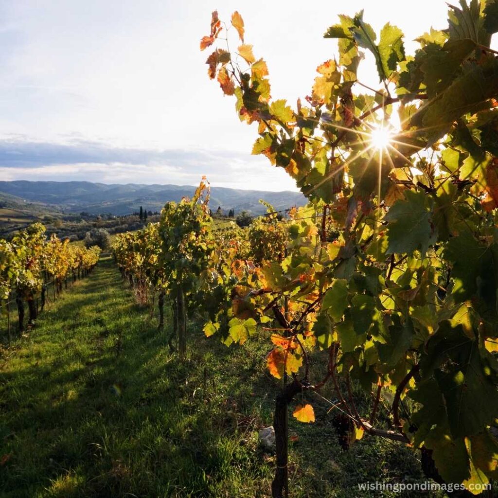 Vineyard view in the morning - Nature Images