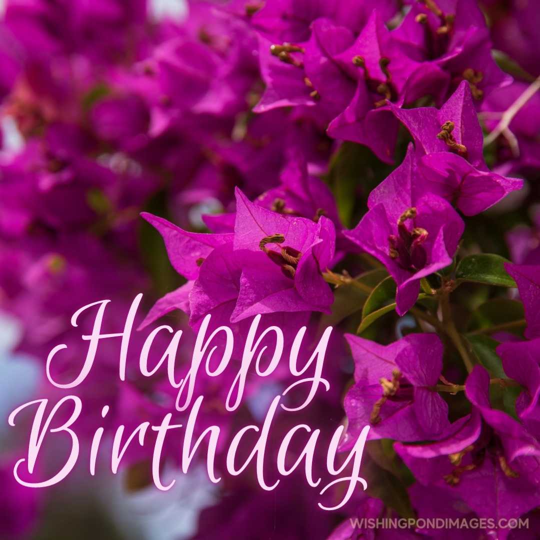 Happy Birthday Purple Flower Images - Wishing Pond Images