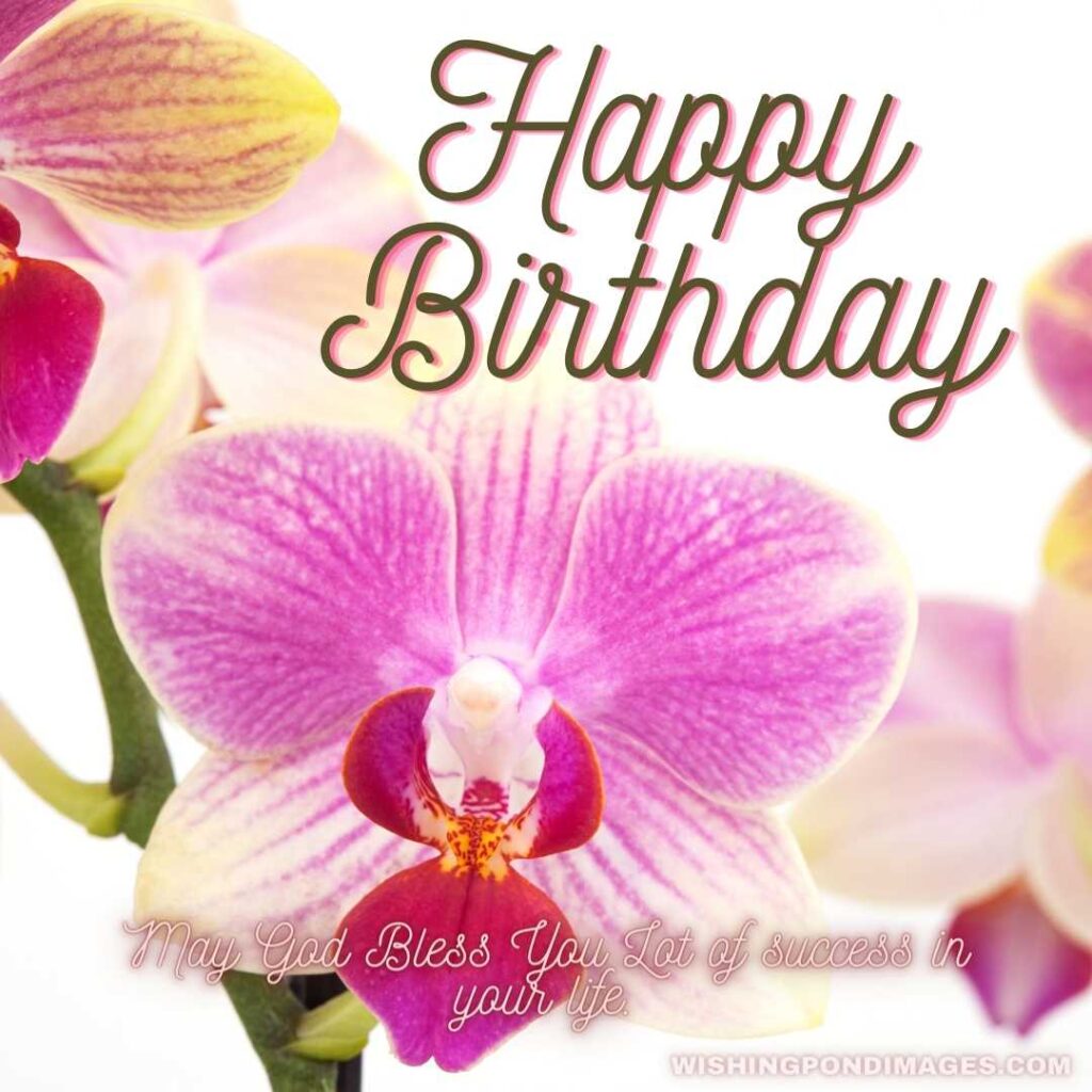 A branch of a beautiful and pink-yellow orchid on a white background - Happy Birthday Flower Images