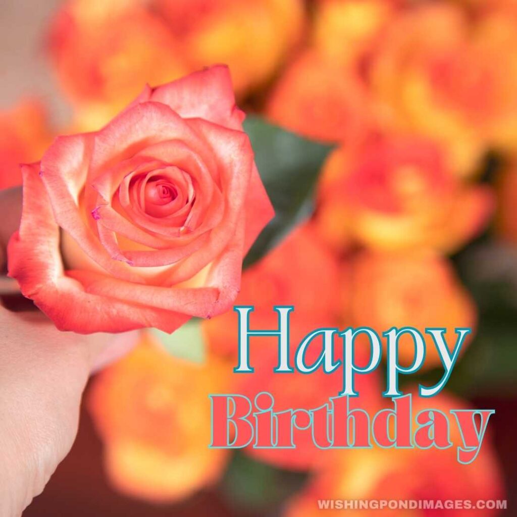 A light pink rose flower with leaves on blurred flowers. Happy birthday flowers images