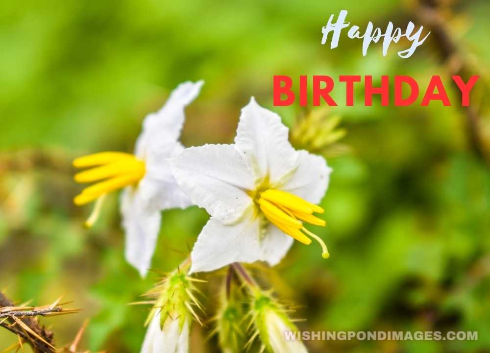 Beautiful flower picture. Happy birthday flower images