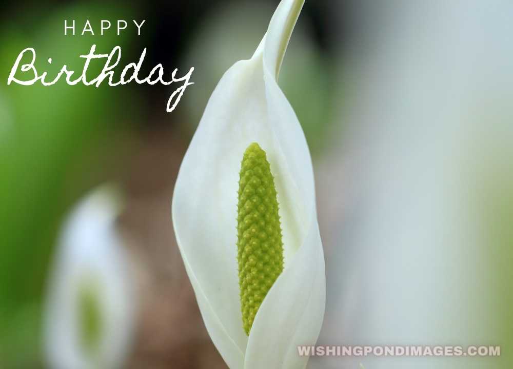 The beautiful white-colored picture on a natural background. Happy birthday flower images