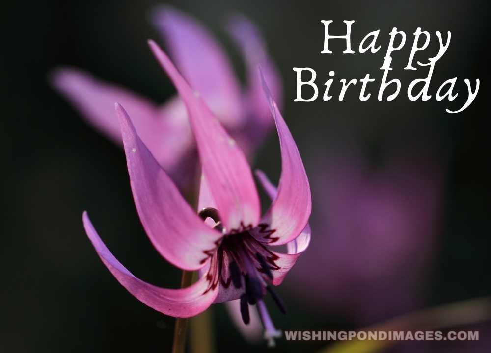 Purple-colored flower picture on dark background. Happy birthday flower images