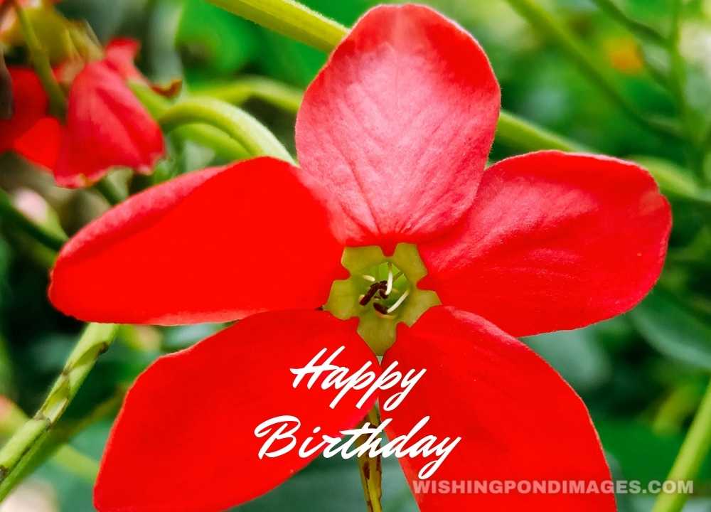 Red flower picture on a natural background. Happy birthday flower images