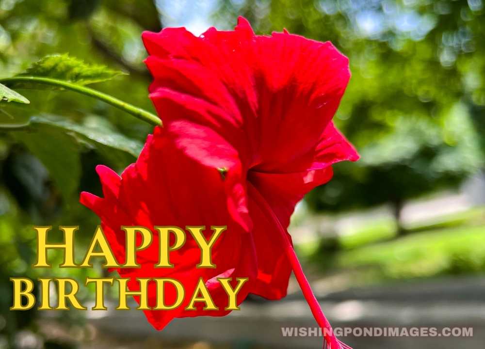 Red flower with leaves on a natural background. Happy birthday flower images