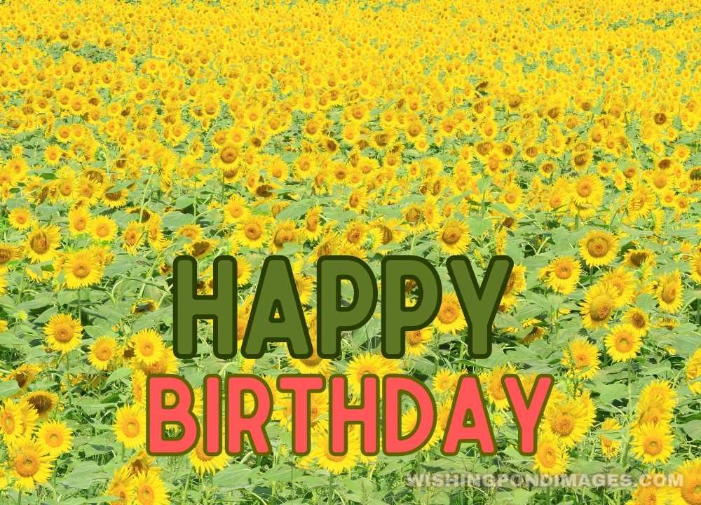Sunflower field. Happy birthday flower images