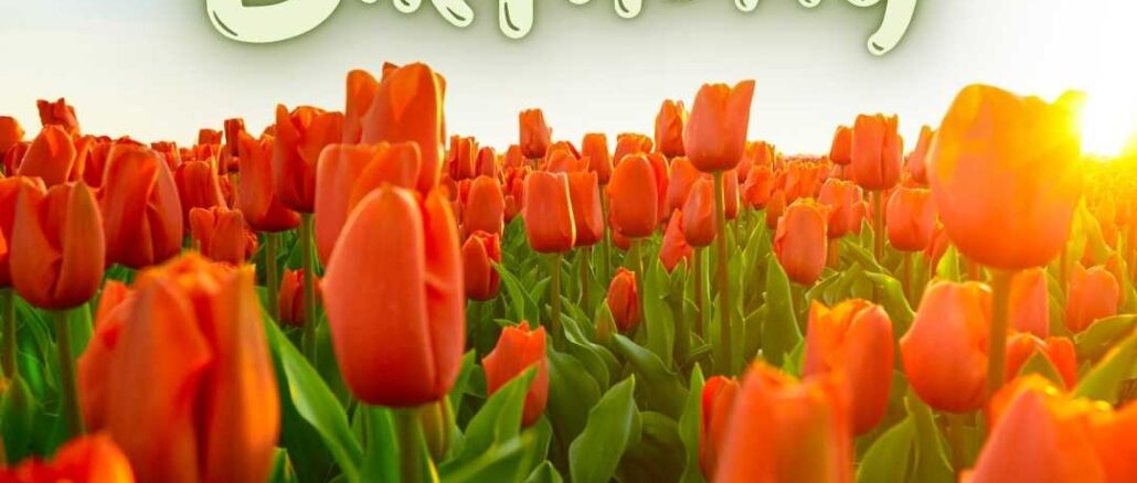 A blooming tulips flowers in the field. Happy birthday tulips flowers images (2)