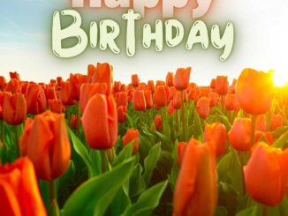 A blooming tulips flowers in the field. Happy birthday tulips flowers images (2)