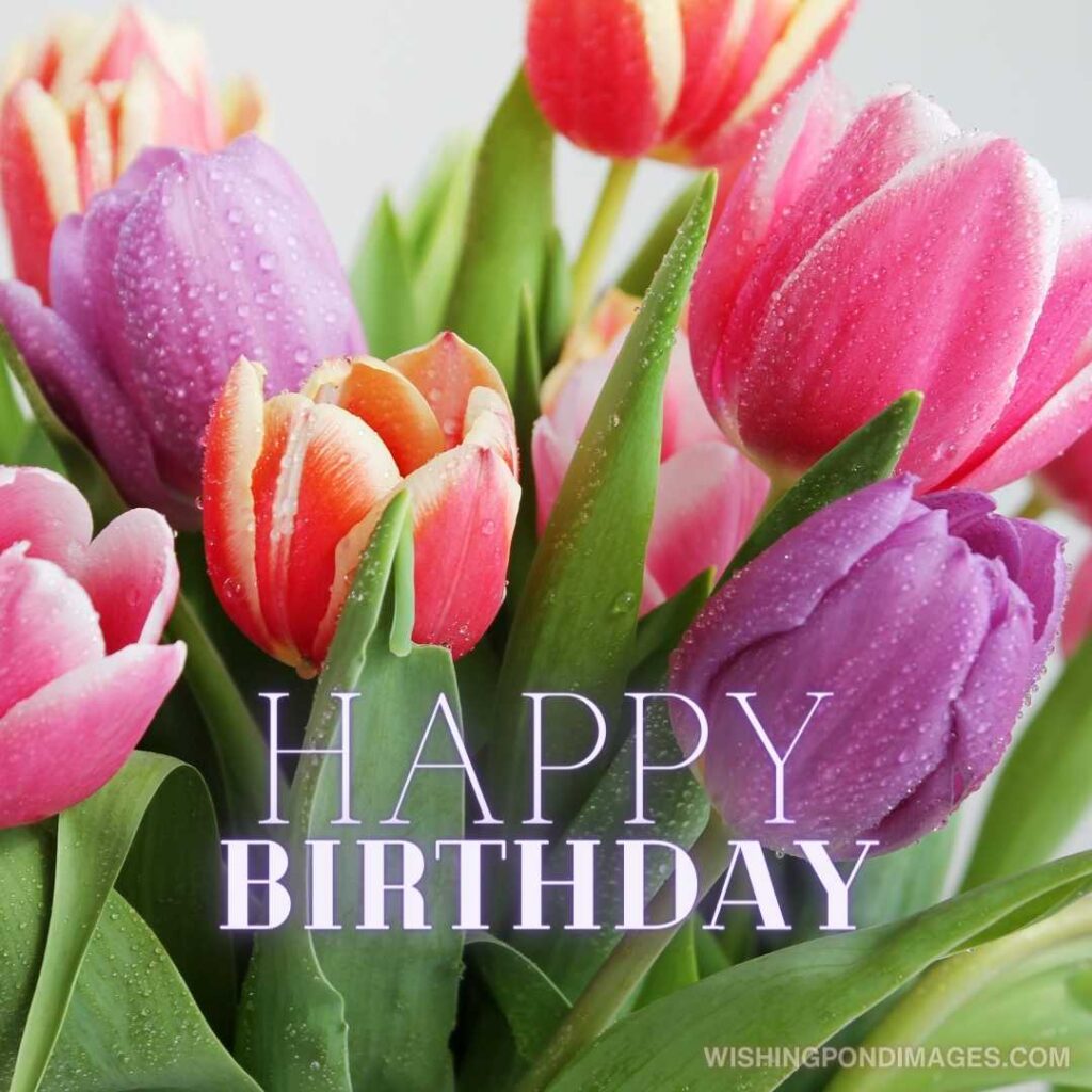 A colorful tulips flowers on white background. Happy birthday tulips flowers images