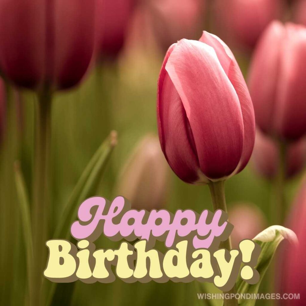 A picture of beautiful pink colored tulips flowers. Happy birthday tulips flowers images