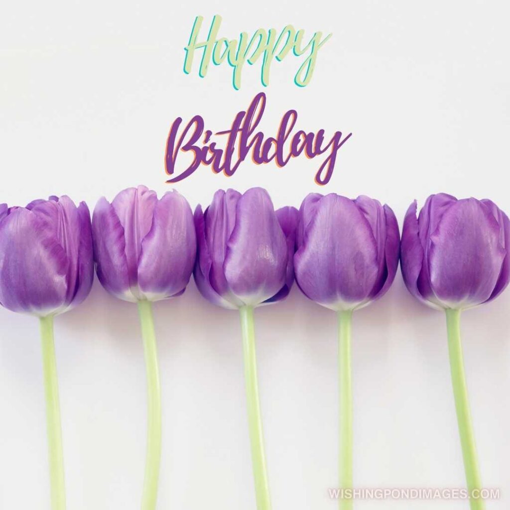 A row of purple tulips flowers on white background. Happy birthday tulips flowers images