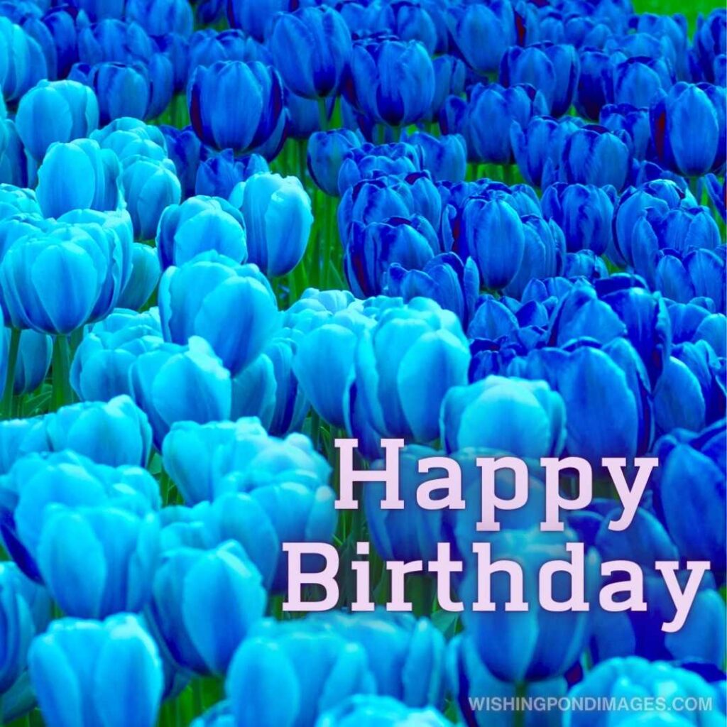 Beautiful blue tulips flowers in the garden. Happy birthday tulips flowers images