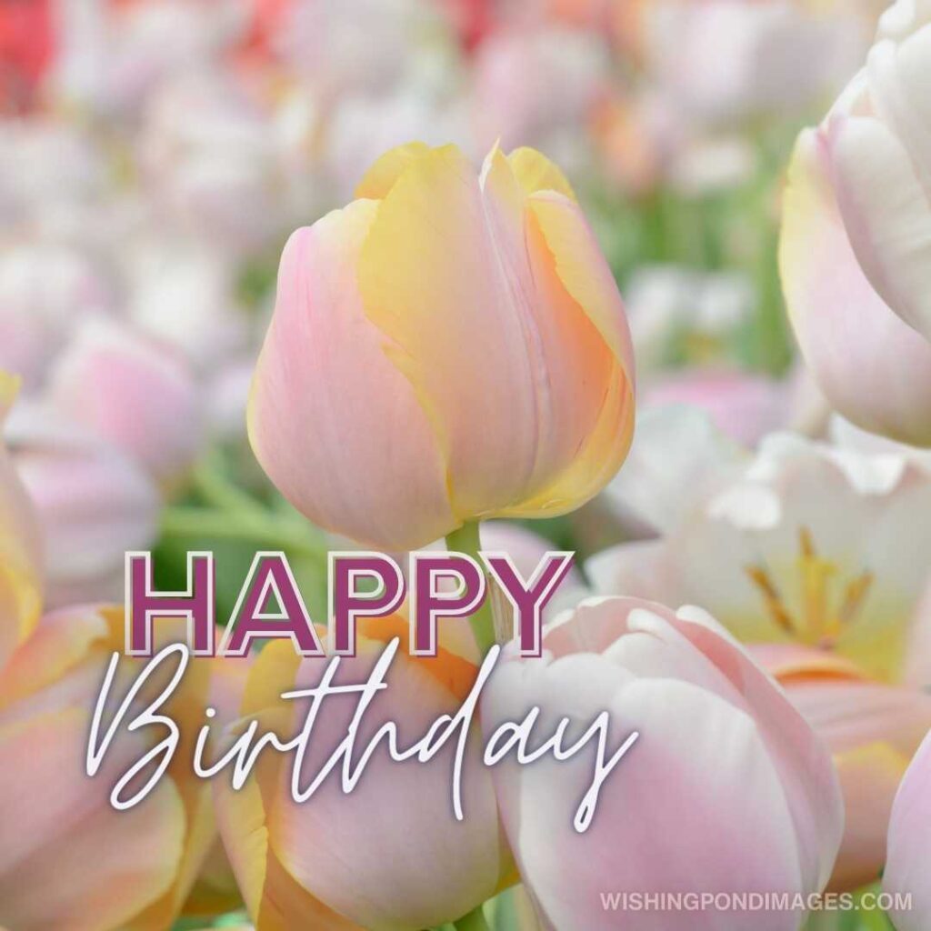 Beautiful bouquet of light pink colored tulips flowers in the garden. Happy birthday tulips flowers images