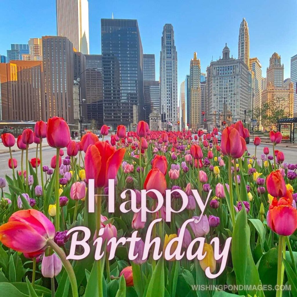 Beautiful colorful tulips flowers on city building background. Happy birthday tulips flowers images