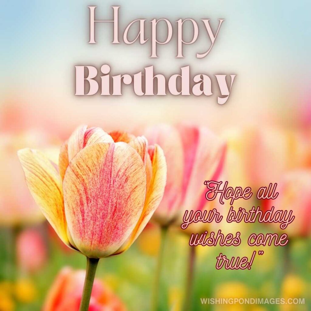 Colorful fresh tulips flowers field. Happy birthday tulips flowers images