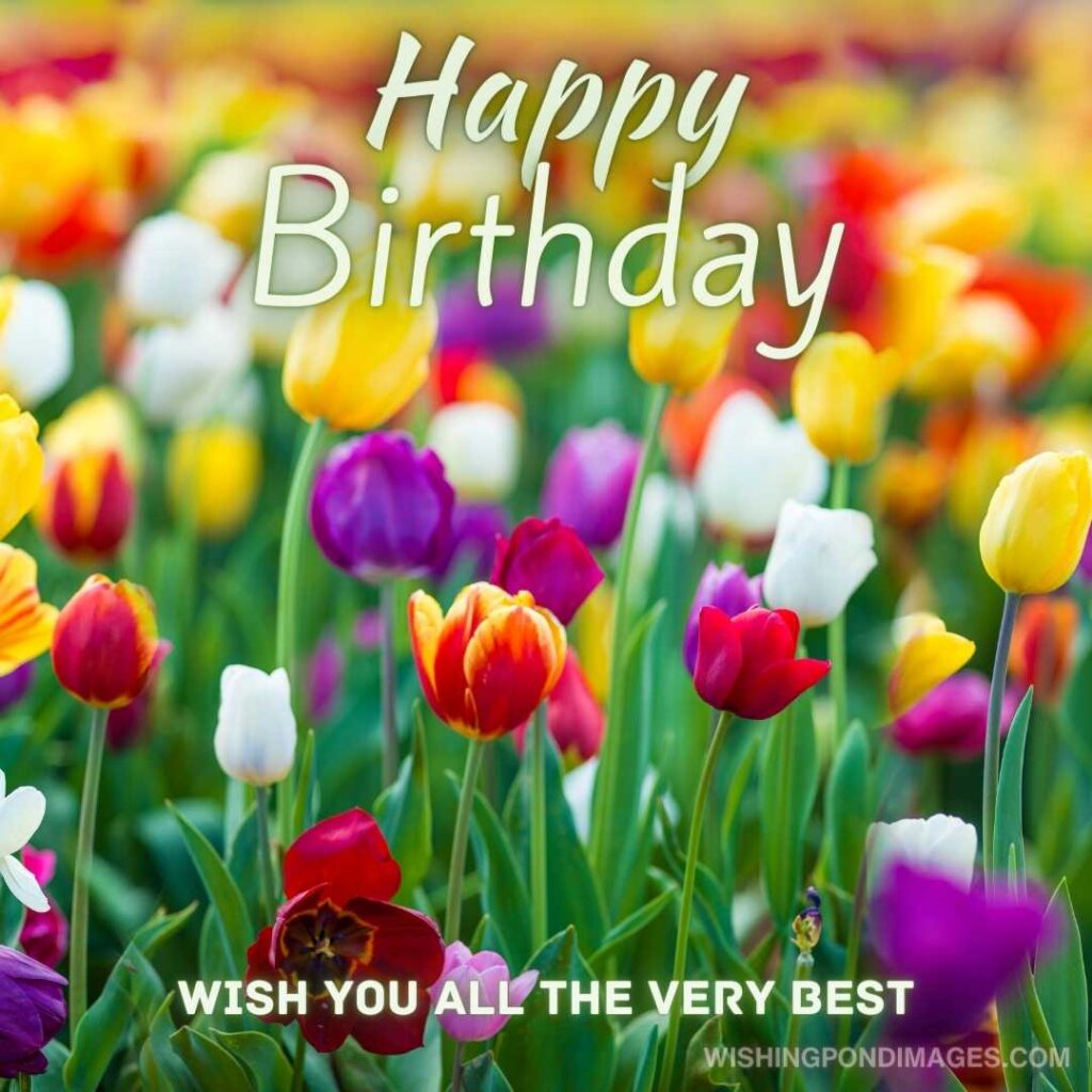 Colorful tulips flowers fields. Happy birthday tulips flowers images