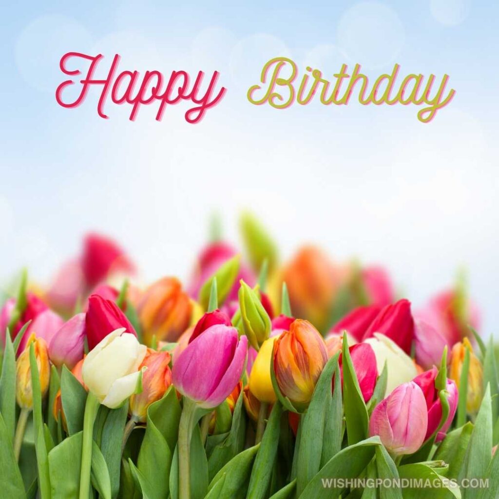 Colorful tulips flowers in garden on blue sky background. Happy birthday tulips flowers images