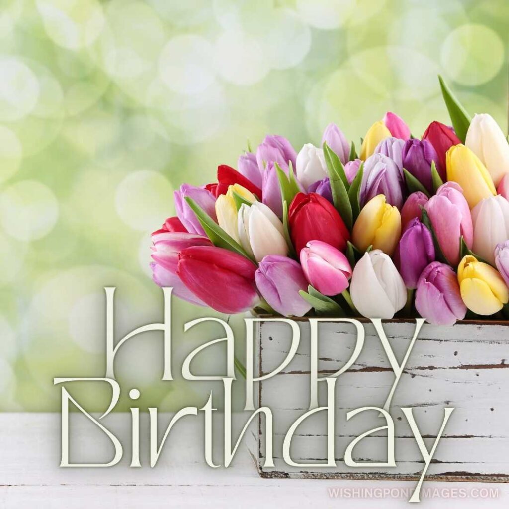 Colorful tulips flowers in the white wooden box on the table on light green-colored background. Happy birthday tulips flowers images