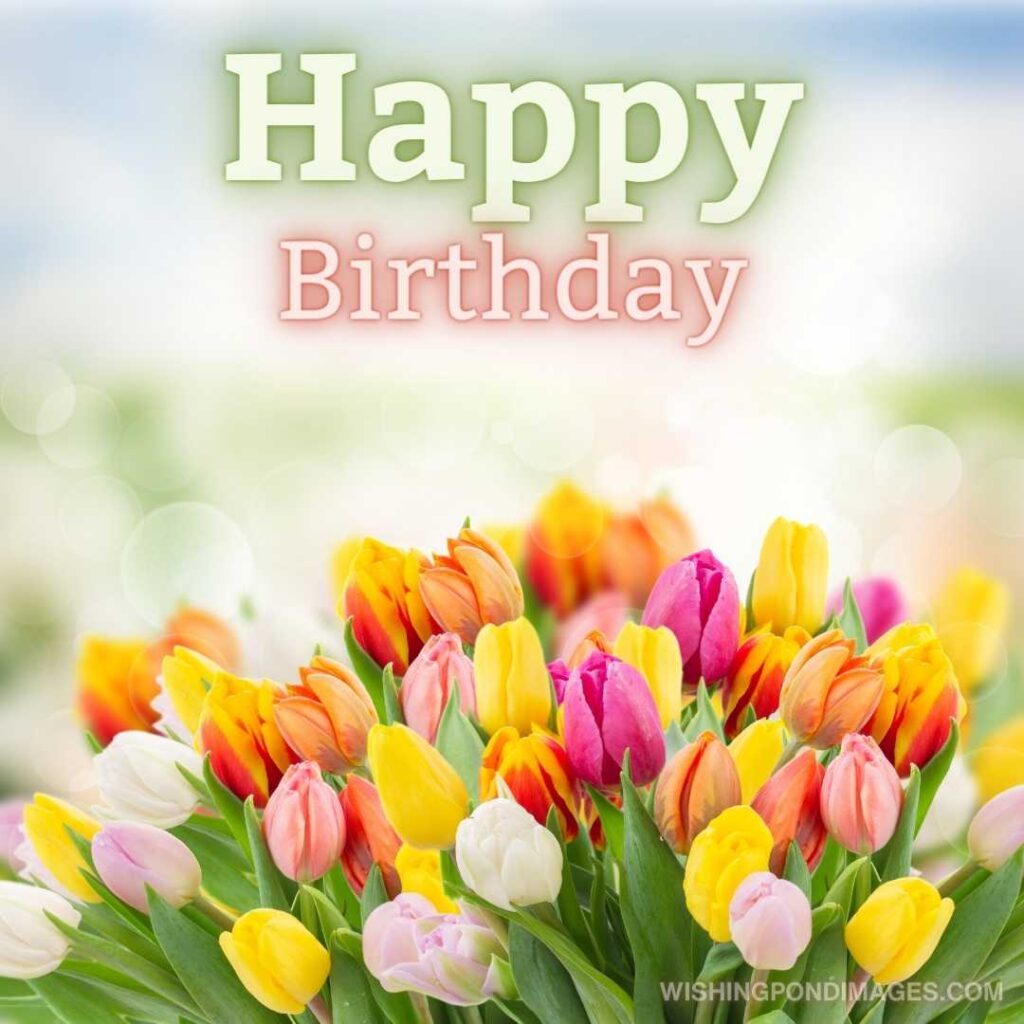 Colorful tulips flowers on grass and sky background. Happy birthday tulips flowers images