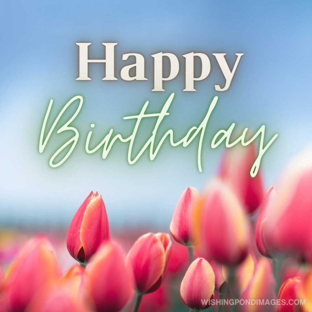 Colorful tulips in the garden. Happy birthday tulips flowers images