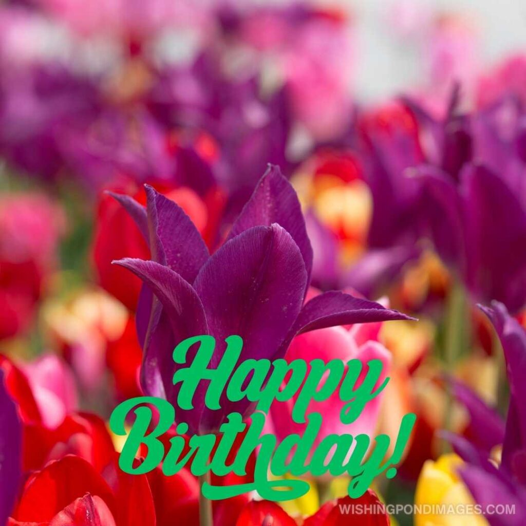 Flowers garden and tulips. Happy birthday tulips flowers images