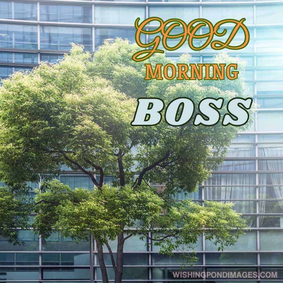 Green tree with modern office building. Good Morning Boss Images