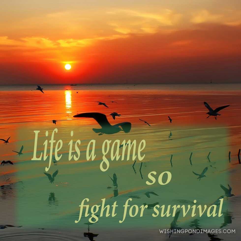 Life quote. Inspirational quote motivational. Life is a game so fight for survival. Inspirational quote images