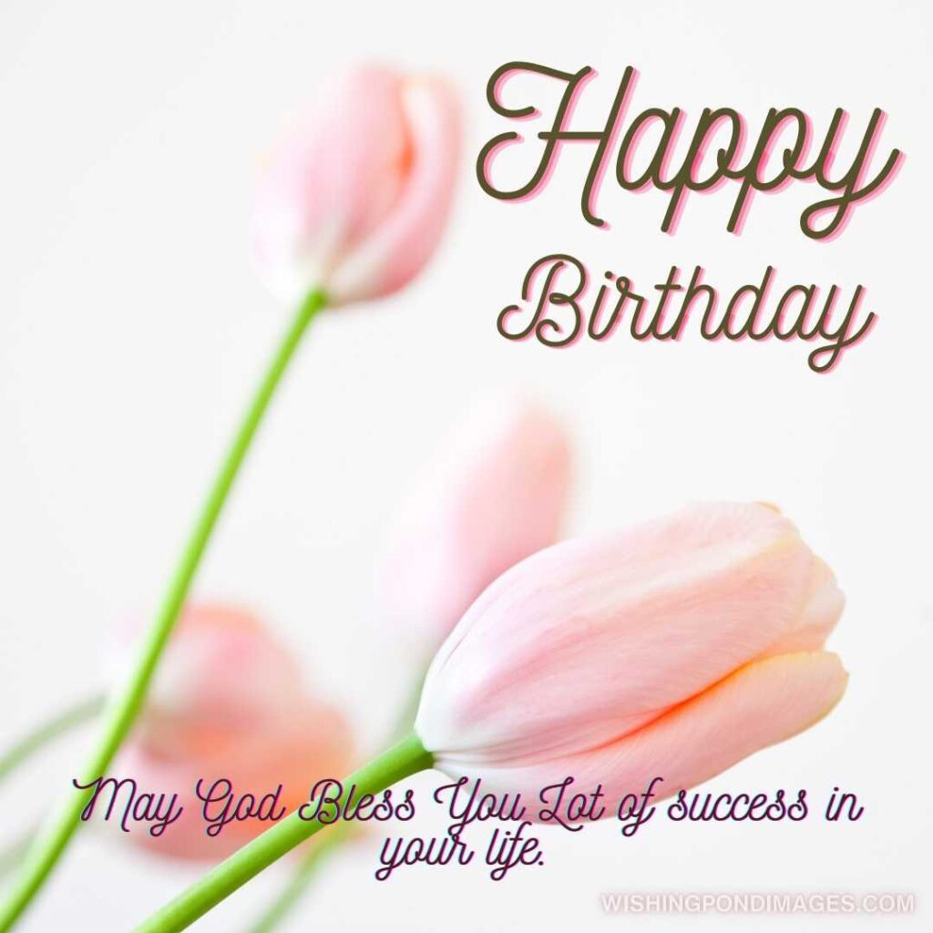 Light pink tulips flowers bouquet on white background. Happy birthday tulips flowers images