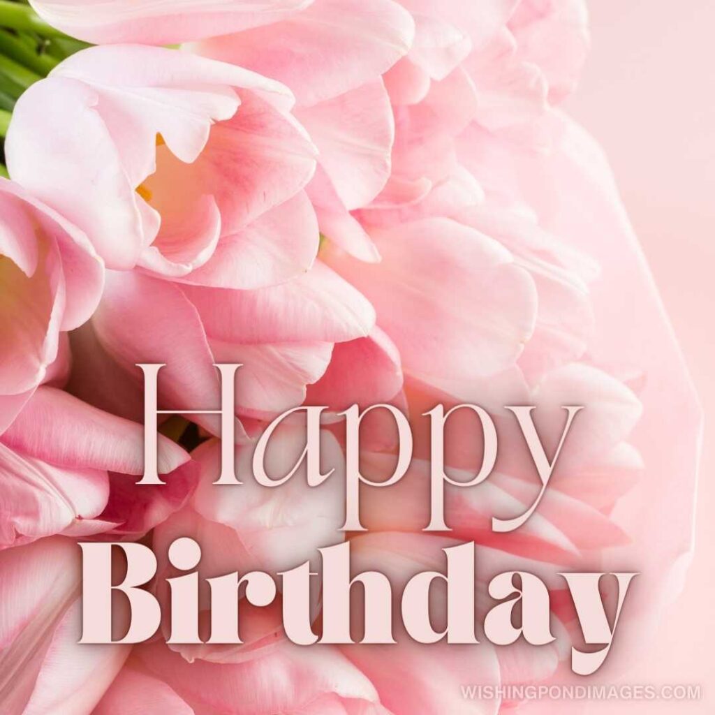 Light pink tulips on pink background. Happy birthday tulips flowers images