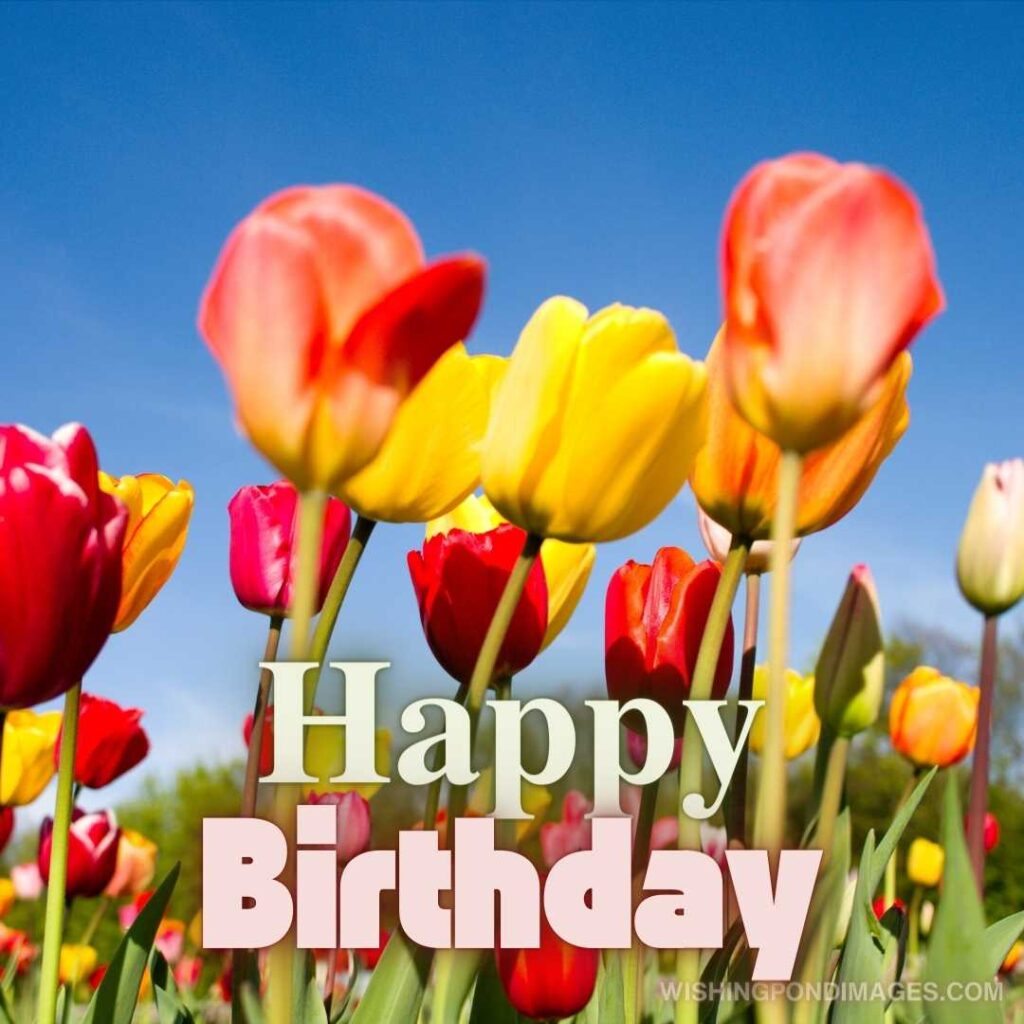 Meadow with fresh tulips flowers in springtime. Happy birthday tulips flowers images