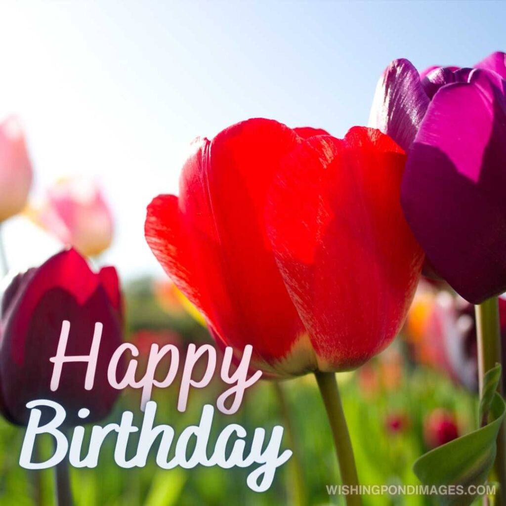 Meadows with fresh tulips flowers in the field. Happy birthday tulips flowers images