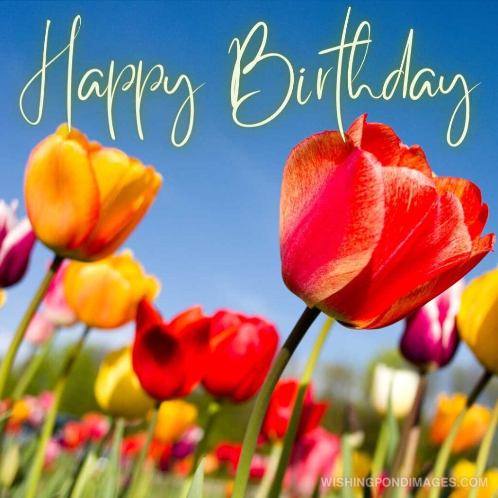 Meadows with fresh tulips in springtime. Happy birthday tulips flowers images