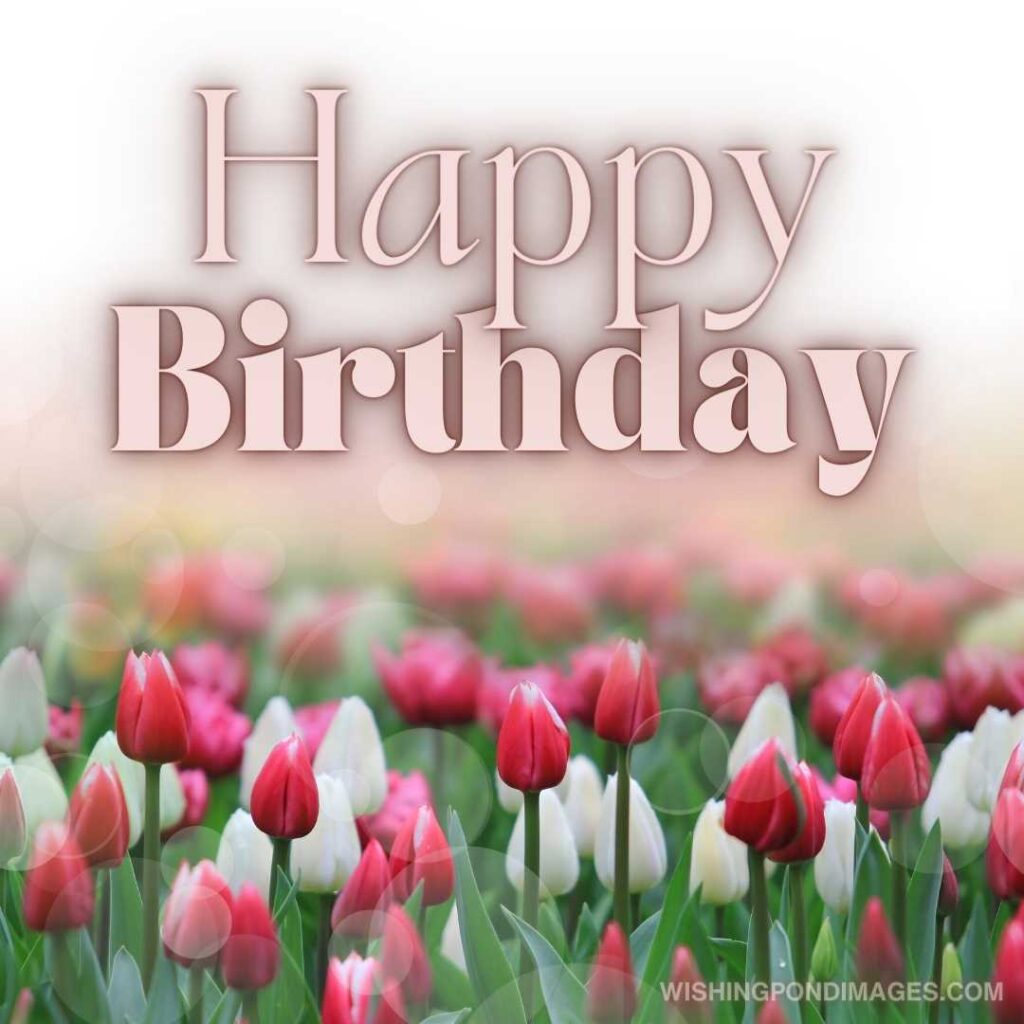 Pink and white-colored tulips flowers in the garden. Happy birthday tulips flowers images