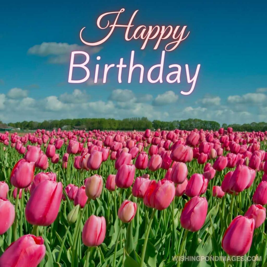 Pink colored tulips flowers in the field on blue sky. Happy birthday tulips flowers images