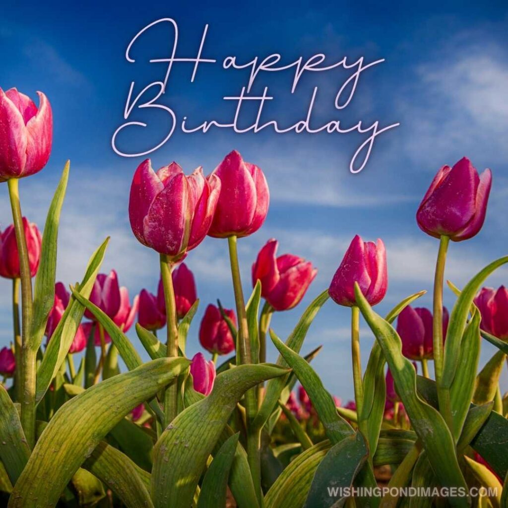 Pink tulips field. Happy birthday tulips flowers images