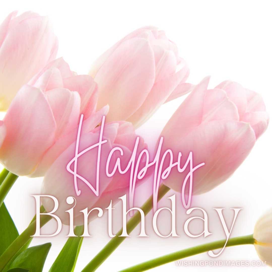 Pink-tulips-flowers-close-up-on-white-background.-Happy-birthday-tulips-flowers-images.jpg