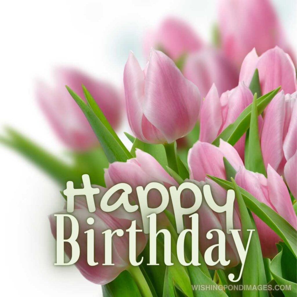 Pink tulips flowers on white background. Happy birthday tulips flowers images