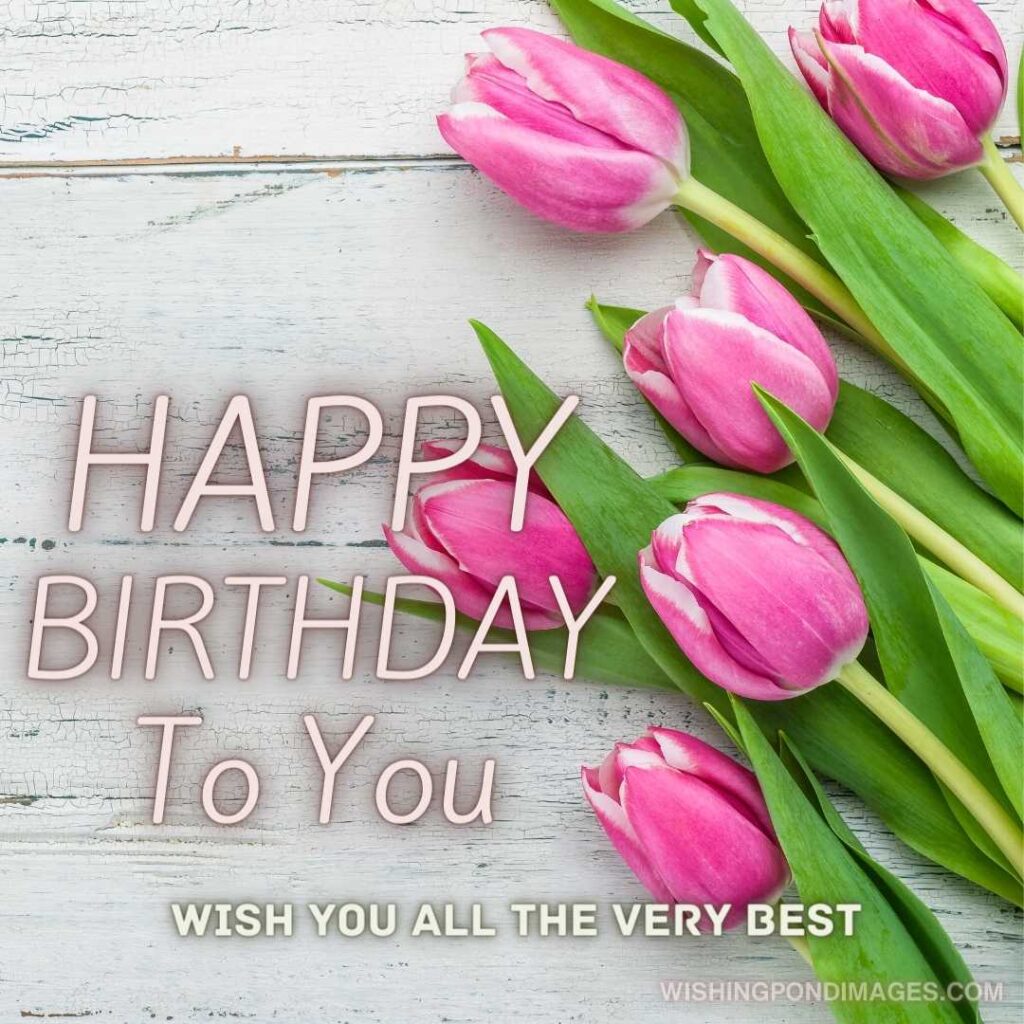 Pink tulips on a white background. Happy birthday tulips flowers images