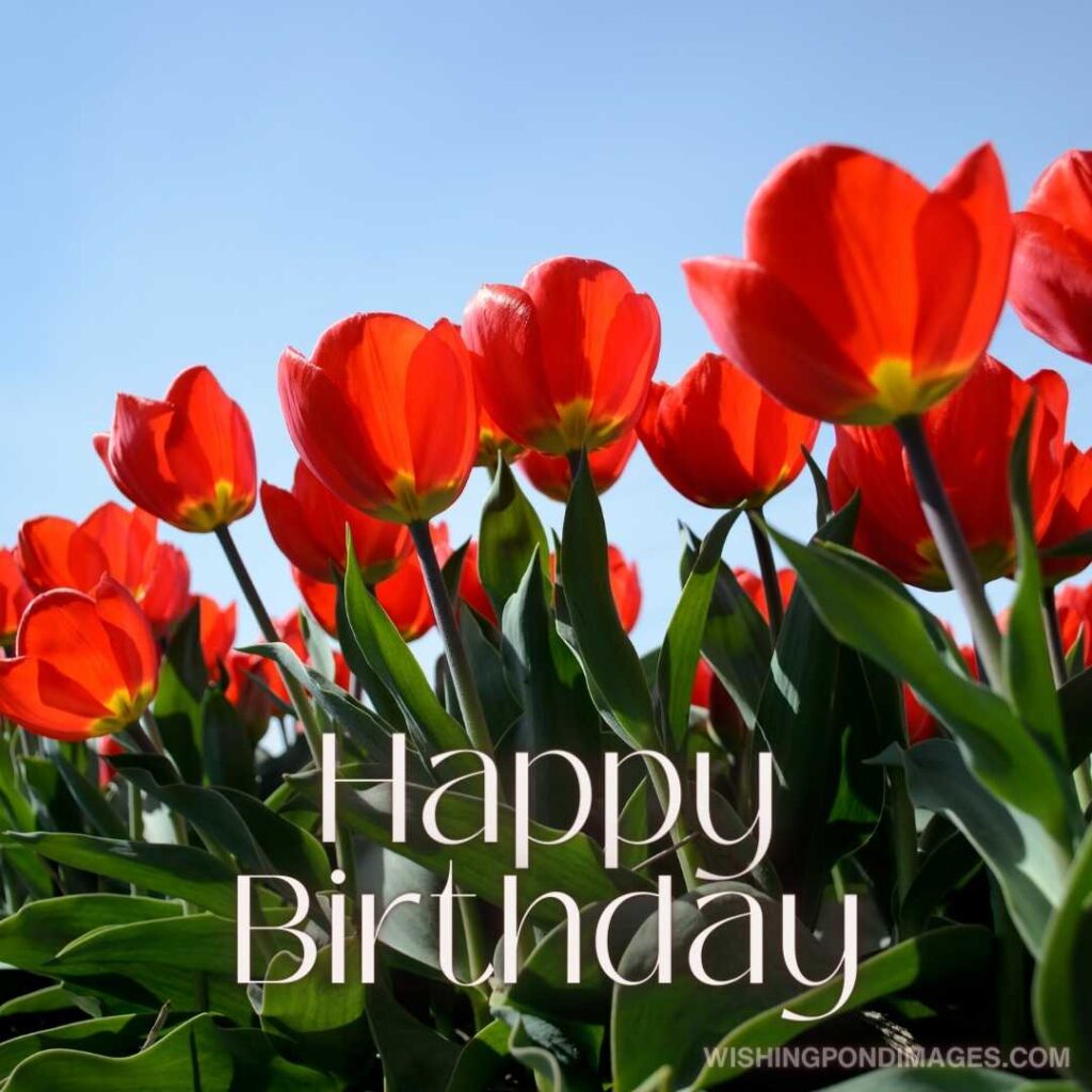 Red tulips in the field of flowers. Happy birthday tulips flowers images